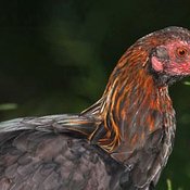 Red Junglefowl